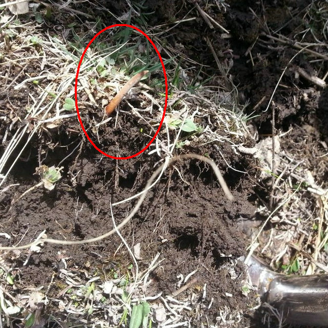 ���r���x(ch��ng)�Ĳ�,���r���x(ch��ng)�ĲݵĘ���,���r�x(ch��ng)��